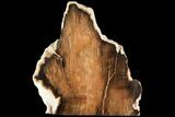 Polished Petrified Wood - Oregon #118396-1
